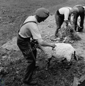 Sheep Shearing, Leyburn